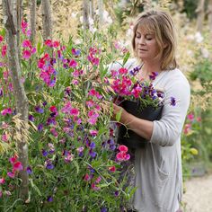 Sarah Raven with sweet peas in the cutting garden at Perch Hill