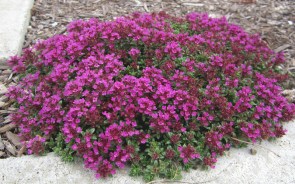 Creeping-Thyme-Red-1