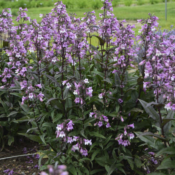 19dbe4f5851743b557b0a26d73861780