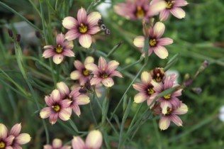 9bf9a4a6d14db9b496c64c907ca48745--glamorous-beautiful-things