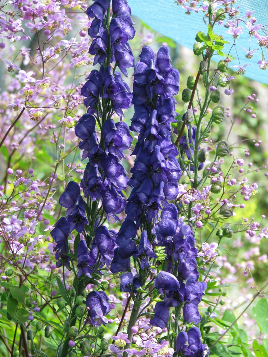 Aconitum_Spark's_variety_(9341507889)