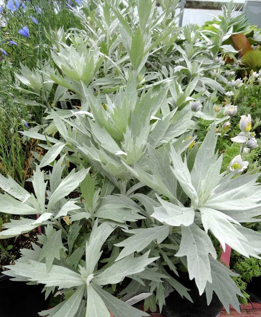 d1a8be16139489855cb95579dc6e7c1b--garden-borders-flower-beds