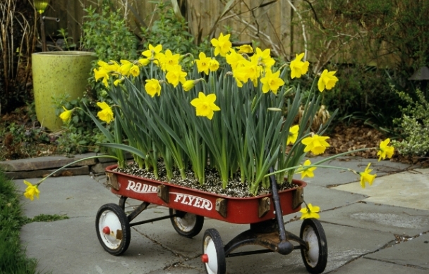 daffodilsinwagon