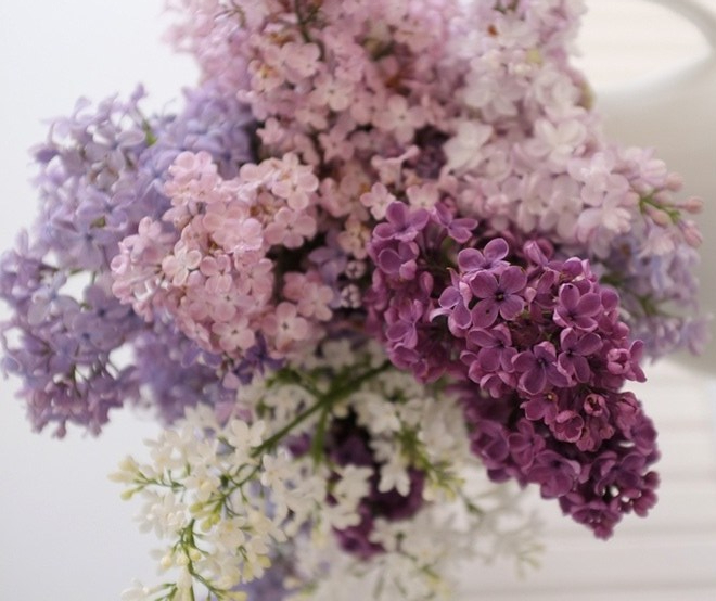 lilac-bouquet-e1554677414536.jpg