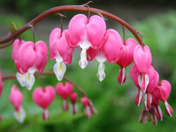 Bleeding-Heart